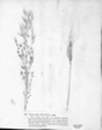 Ustilago hordei image